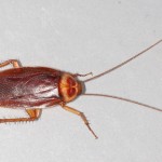 15 Highly Effective Natural Home Remedies For Killing Cockroaches