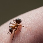 17 Extremely Effective Home Remedies For Ant Bites