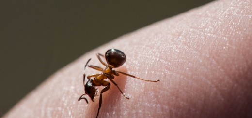home remedies for ant bites_New_Love_Times