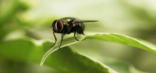 home remedies for flies_New_Love_Times