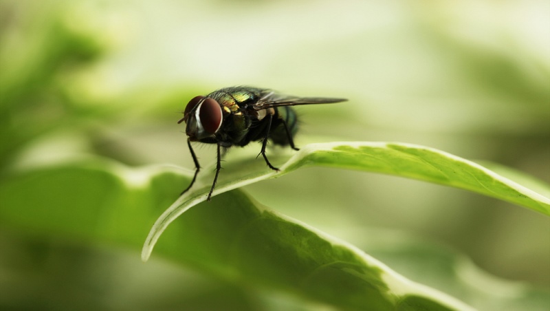 home remedies for flies_New_Love_Times