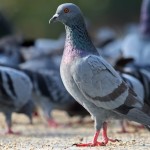 Here Are The Top Home Remedies To Get Rid Of Pigeons