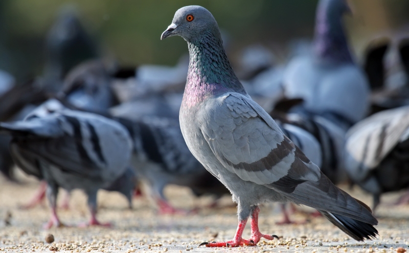 home remedies pigeon_New_Love_Times