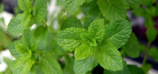 mint face mask recipes_New_Love_Times