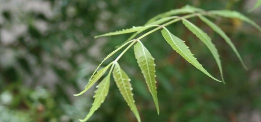 neem leaves_New_Love_Times