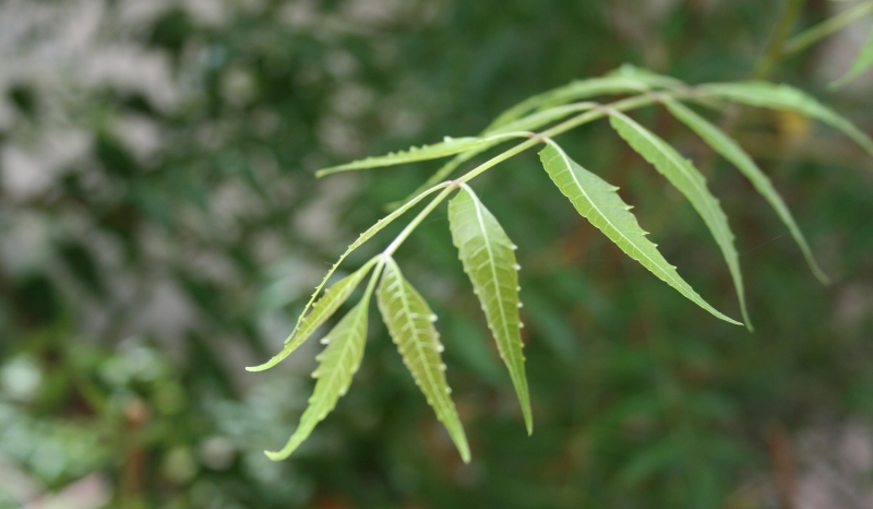 neem leaves_New_Love_Times