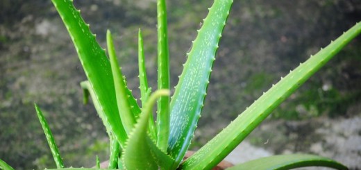 aloe vera_New_Love_Times