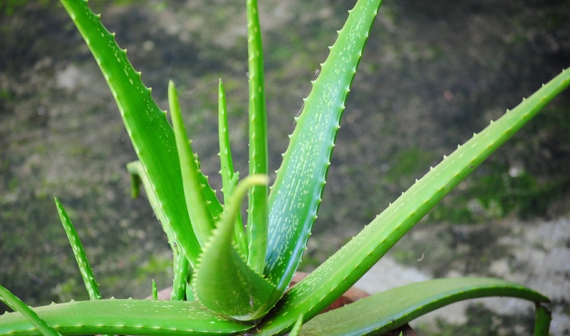 aloe vera_New_Love_Times