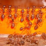 10 Super Effective Home Remedies To Get Rid Of Red Ants Successfully