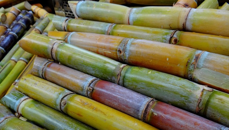 sugarcane_new_love_times