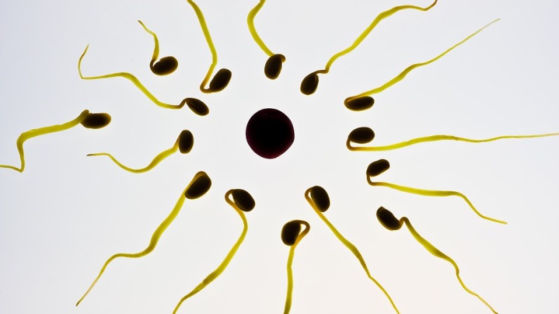 home remedies to increase sperm count_new_love_times 