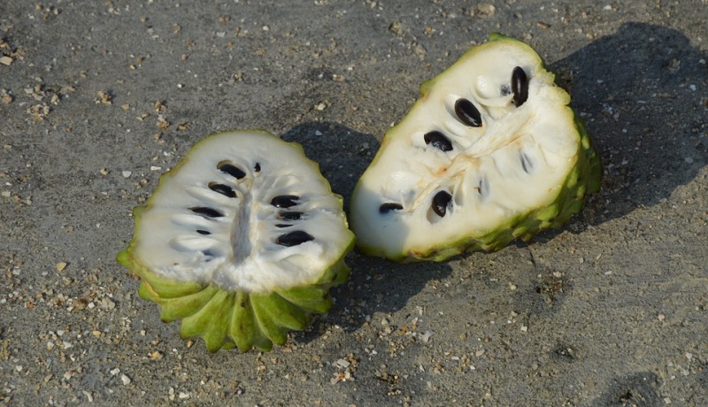 custard apple_new_love_times