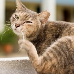 Treat Fleas On Your Cat With These Completely Safe And Natural Home Remedies