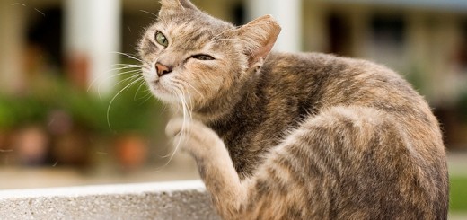 home remedies for fleas on cats_new_love_times