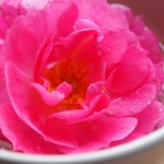 16 Incredible Health, Skin, And Hair Benefits Of Rosewater That Makes It Indispensable