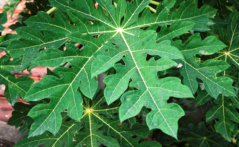 papaya leaves_New_Love_Times