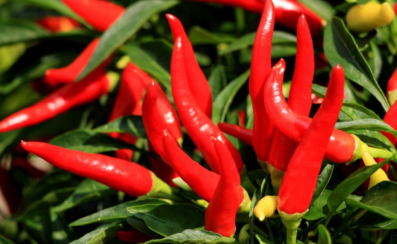 cayenne pepper_New_Love_Times