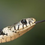 Treat Snake Bites Naturally With These Simple Home Remedies