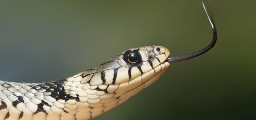 home remedies for snake bite_new_love_times