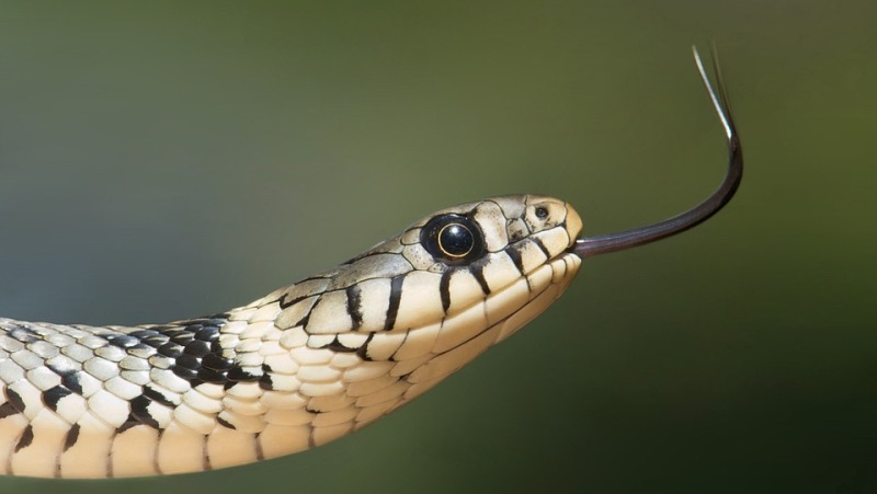 home remedies for snake bite_new_love_times