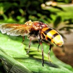 9 Super Effective Home Remedies For Yellow Jacket Stings