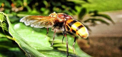 Home Remedies For Yellow Jacket Stings_New_Love_Times