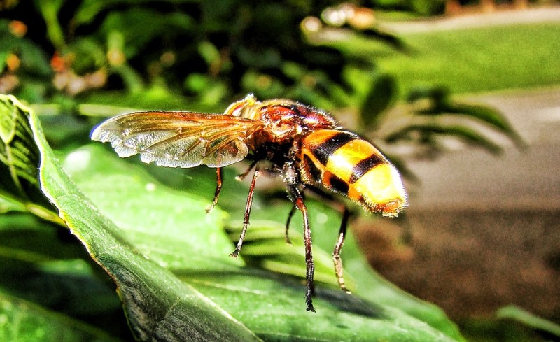 Home Remedies For Yellow Jacket Stings_New_Love_Times