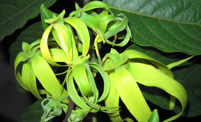 Ylang_ylang_New_Love_Times